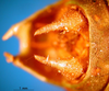 CollectionObject 1530823; 12f23fb9-7f6c-4ab3-9ed7-baf281442476: male cerci (allegedly syntype of Ephippiger seoanei). (CollectionObject).
