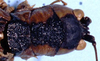 CollectionObject 1507304; 8778ca30-ecff-49a1-8b17-a4623cecb7a2: female head and pronotum, dorsal view (holotype). (CollectionObject).