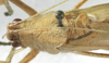CollectionObject 1539803; 7c60f6b2-ddec-491c-b721-52ccf9c8a16e, MNHN-EO-ENSIF801: male stridulatory apparatus (holotype). (CollectionObject).