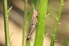 FieldOccurrence 3747; cf11d917-5523-4991-9de0-5b221a87ee9b; Corrientes
P.N. Mburucuyá, 2024/09/21: (FieldOccurrence).