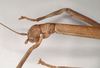 CollectionObject 1559440; NHMUK(SF IMPORT DUPLICATE) 844614, e2fa4797-12ef-4675-95f7-1e5098fb9184: copyright Natural History Museum, London. female: head, lateral view of Phasgania everetti (holotype). (CollectionObject).