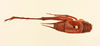 CollectionObject 1518343; cfecd78e-574a-425f-8395-3e2e060b8063, NHMUK015982401: male, dorsal view (holotype). (CollectionObject).