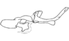 Syntomacris vittipennis Walker, 1870: Fig. 8. endophallus, lateral view. (Otu).