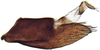 Pygofer, lateral view: !! display not done !! on Tetartostylini Wagner, 1951: Tetartostylus n.sp., pygofer, laterally (INHS). (Observation).
