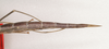 CollectionObject 1558543; 54875b90-1d03-4fea-b003-54f98934582a: copyright ANIC, Canberra. female: end of abdomen, dorsal view (paratype). (CollectionObject).