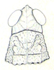 Cumainocloidus cordillerae Bruner, 1913: Fig. 12. male head and pronotum, dorsal view. (Otu).