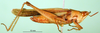 CollectionObject 1581462; 15934e76-15fa-4485-acd2-bb6adccd1ff9, DORSA BA000538S01: male, lateral view (paralectotype). (CollectionObject).