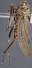 Habitus, lateral view: !! display not done !! on Dechacona missionum (Berg, 1879): Lateral. (Observation).