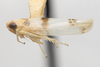 Habitus, lateral view on Empoa (Empoa) platana Christian, 1953: (Observation).