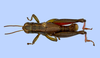 CollectionObject 1595271; 569689ef-4d67-441b-af0e-36be87115fb9: male, dorsal view (holotype). (CollectionObject).