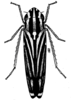 Habitus, dorsal view on Caribovia constans (Walker, 1858): (Observation).