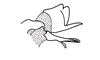 Sciponacris trichilae Descamps, 1978: Fig. 121. end of endophallus, lateral view. (Otu).