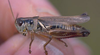 Melanoplus borealis (Fieber, 1853): male. (Otu).