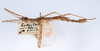 CollectionObject 1558792; 88921091-589b-4336-8908-a6ccde1ffbae: copyright ZMUH, Hamburg. male (holotype). (CollectionObject).