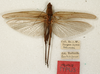 CollectionObject 1531651; 3296a5d0-48c9-49ec-879d-9c31ea45c363: male, dorsal view (syntype). (CollectionObject).