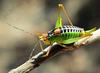 CollectionObject 1498460; 4b417d9e-9411-4767-8183-41c1136a8d12: female (Kriti). (CollectionObject).