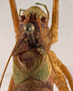 CollectionObject 1534646; 62a2855f-7259-4947-8b03-635db8948eb0: male, pronotum and tegmina (holotype). (CollectionObject).