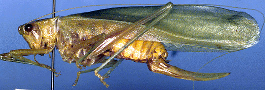 female, lateral view (Micronesia, Caroline Isl.). Depicts Biroa zimmermanni Willemse, 1951, an Otu.