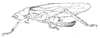 Pedinostethus exiguus Redtenbacher, 1891: Pl. III, Fig. 15. female habitus (yellowish green; lenghth of pronotum 4.3 mm, tegmina 20.5 mm, ovipositor 7.5 mm). (Otu).