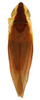 Habitus, dorsal view on Erythridula atrimucronata (Beamer, 1930): Habitus (INHS collection). (Observation).