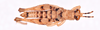 CollectionObject 1585717; de835e22-a69d-4cee-ab09-17aaa6e1ccd3: male, body in dorsal view (no a type). (CollectionObject).