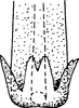 Aedeagus, ventral view on Platymetopius (Platymetopius) major (Kirschbaum, 1868): Aedeagus apex, ventral view. (Observation).