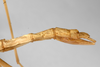 CollectionObject 1562160; 496a5fa6-953e-49f3-a61e-902482882a8a: copyright ZMHB, Berlin. female: end of abdomen, lateral view (holotype). (CollectionObject).