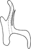 Aedeagus, lateral view on Erythridula rubens (Beamer, 1930): Aedeagus, lateral view. (Observation).