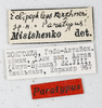 CollectionObject 1588496; 9f9103b9-4506-4e7b-8367-6f7a6510bc9a: female, labels (paratype). (CollectionObject).