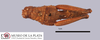 CollectionObject 1567333; MLP1860/1-2', afa66ff5-f9e9-421e-8d2a-02b1a0264045: female, dorsal view (paratype). (CollectionObject).