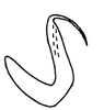 Aedeagus, lateral view on Rugosella obrienorum (Freytag & DeLong, 1971): Male: aedeagus, lateral view. (Observation).