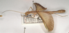 CollectionObject 1562465; 2bf6c578-5e42-44b3-8248-fdf78d79351f: copyright UMO. female (paralectotype). (CollectionObject).