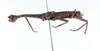 CollectionObject 1562581; bf5fa3c6-fb43-49e1-b273-44bafaee0237: copyright ZMUH, Hamburg. male, lateral view (syntype). (CollectionObject).