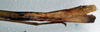 CollectionObject 1561620; NMW 355, 84c24e1f-02d9-4302-9b79-e6b54add229d: copyright NMW, Vienna. female: end of abdomen, lateral view (holotype). (CollectionObject).