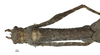 CollectionObject 1596257; 9dfcb0ca-1af0-4198-8a27-0d52024f92dc: copyright NKUM Nankai. female: head & thorax, dorsal view (holotype). (CollectionObject).