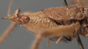 CollectionObject 1505632; 4a28186c-e69c-48d3-a349-4bbc23c22989: female pronotum lateral (holotype). (CollectionObject).