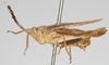 CollectionObject 1580297; 02eb1dbe-491b-464a-8792-95d40267feed: female, lateral view (paratype of Phaestus sumatrensis). (CollectionObject).