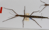 CollectionObject 1570613; 4e35e73f-82f0-4bc2-a824-a2563ccd1980: copyright MONZ, New Zealand. female of synonym Acanthoxyla speciosa (paratype). (CollectionObject).