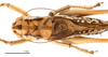 CollectionObject 1475895; ea9dd328-6dbe-4dd2-b535-d6a8eeecc279: male head and pronotum, dorsal view (holotype of Gampsocleis kaszabi Bazyluk, 1972). (CollectionObject).