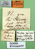 CollectionObject 1500359; 1e6425e4-6217-4a85-a8ea-c7ecbdc59bd9, DORSA BTmicspiHTF: female labels (holotype), with incorrect spelling "spinulosa". (CollectionObject).