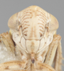 Head on Athysanella (Gladionura) diversa Ball & Beamer, 1940: Head. (Observation).