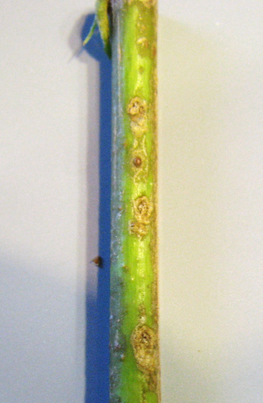 oviposition holes on unspecified stem. Depicts Oecanthus varicornis Walker, 1869, an Otu.