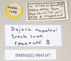 CollectionObject 1558247; 3561054c-469a-4110-864c-9d03ba2dd9de: copyright Natural History Museum, London. female, data labels (paratype). (CollectionObject).;CollectionObject 1558248; 01b2e8bc-046c-4eb6-9b39-8a056fb49749: copyright Natural History Museum, London. female, data labels (paratype). (CollectionObject).