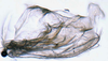 Pygofer, lateral view on Coccineasca ponderosa (DeLong & Davidson, 1935): (Observation).