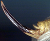 CollectionObject 1516893; 277874c4-0ce5-45ca-b2dc-c4e3dcd41c3d: female ovipositor (holotype). (CollectionObject).