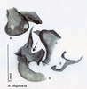 CollectionObject 1567093; 01da00aa-228a-4932-8fb1-3dfb72bd6645: Original drawing by Heidi Hopkins © Heidi Hopkins. Holotype, adult male, genitalia, ventral view. (CollectionObject).