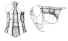 Ronderosia bergii (Stål, 1878): Fig. 1I-J. head and pronotum, color patterns. (Otu).