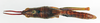 CollectionObject 1573368; e7ad2c2c-2b22-4efd-8a95-2fcf83f36c71: female, dorsal view (paralectotype). (CollectionObject).
