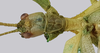 CollectionObject 1591377; 5e054ba6-7b06-4724-9629-4a05b374a677: copyright IMQC, Montreal. male head (holotype). (CollectionObject).