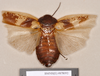 Rhyparobia thoracica Kirby, 1903: Holotype, female, dorsal. BMNH(E)#878092. (Otu).